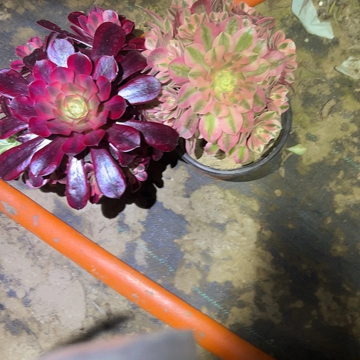 小*多肉法师植物链接728