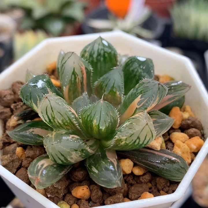 赤斑玉露锦，带盆发货