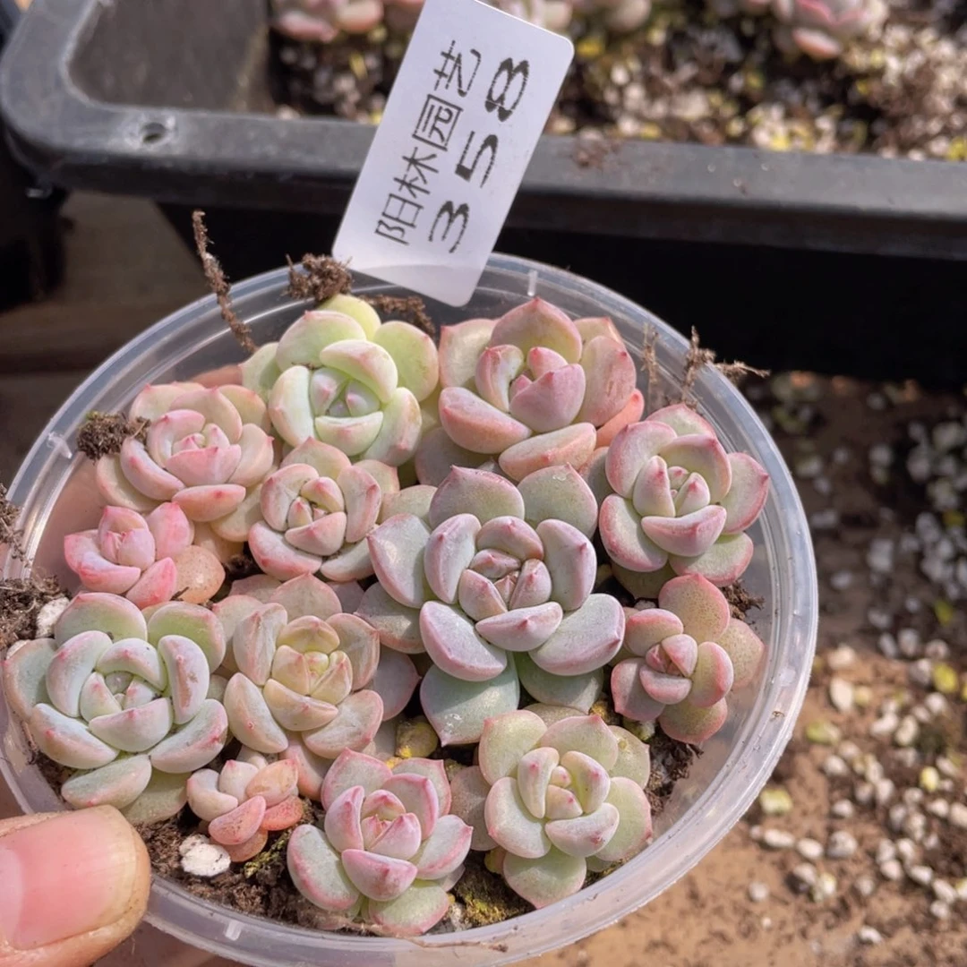 多肉植物多肉植物358