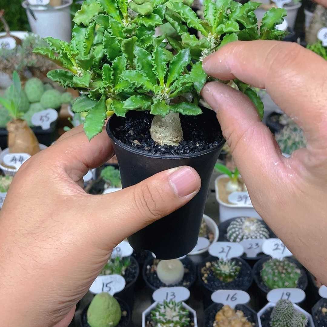 邹叶麒麟一物一拍