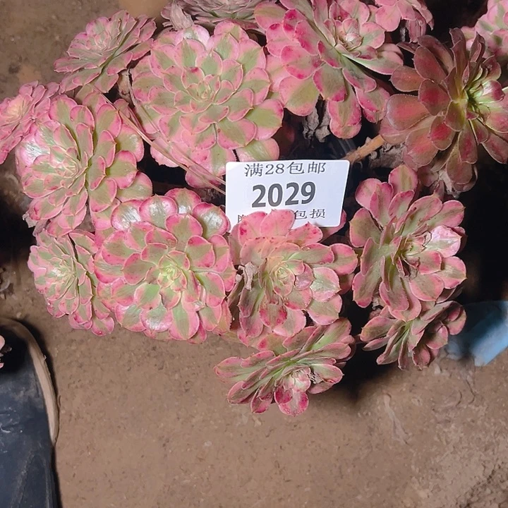 2029红铜白多肉植物