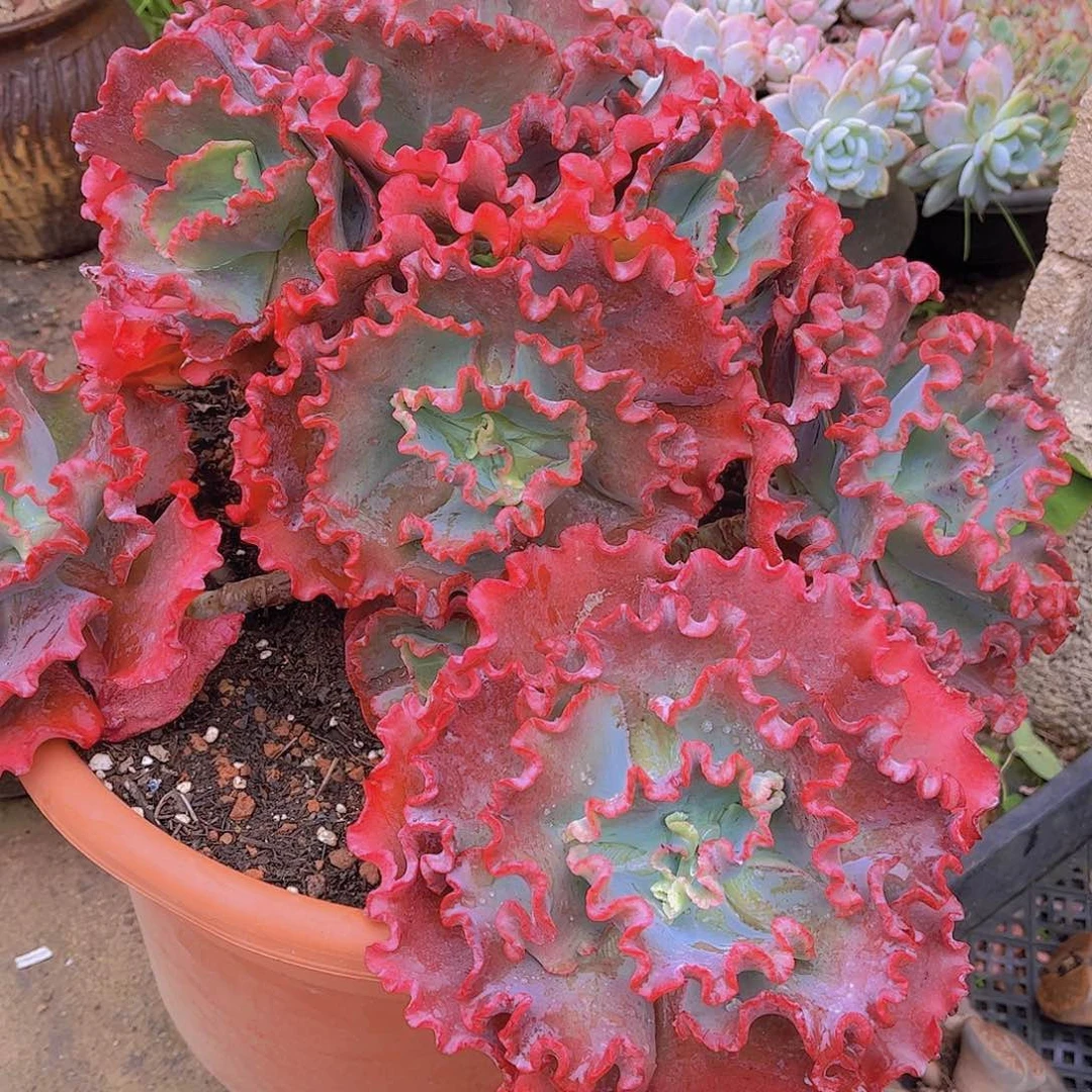 多肉老桩多肉老桩