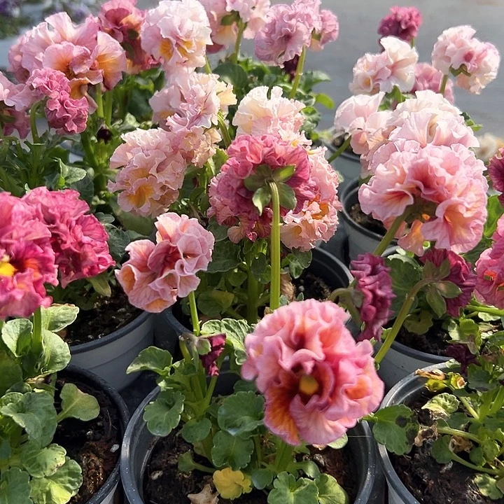 水晶抖音直播量拍968粉色