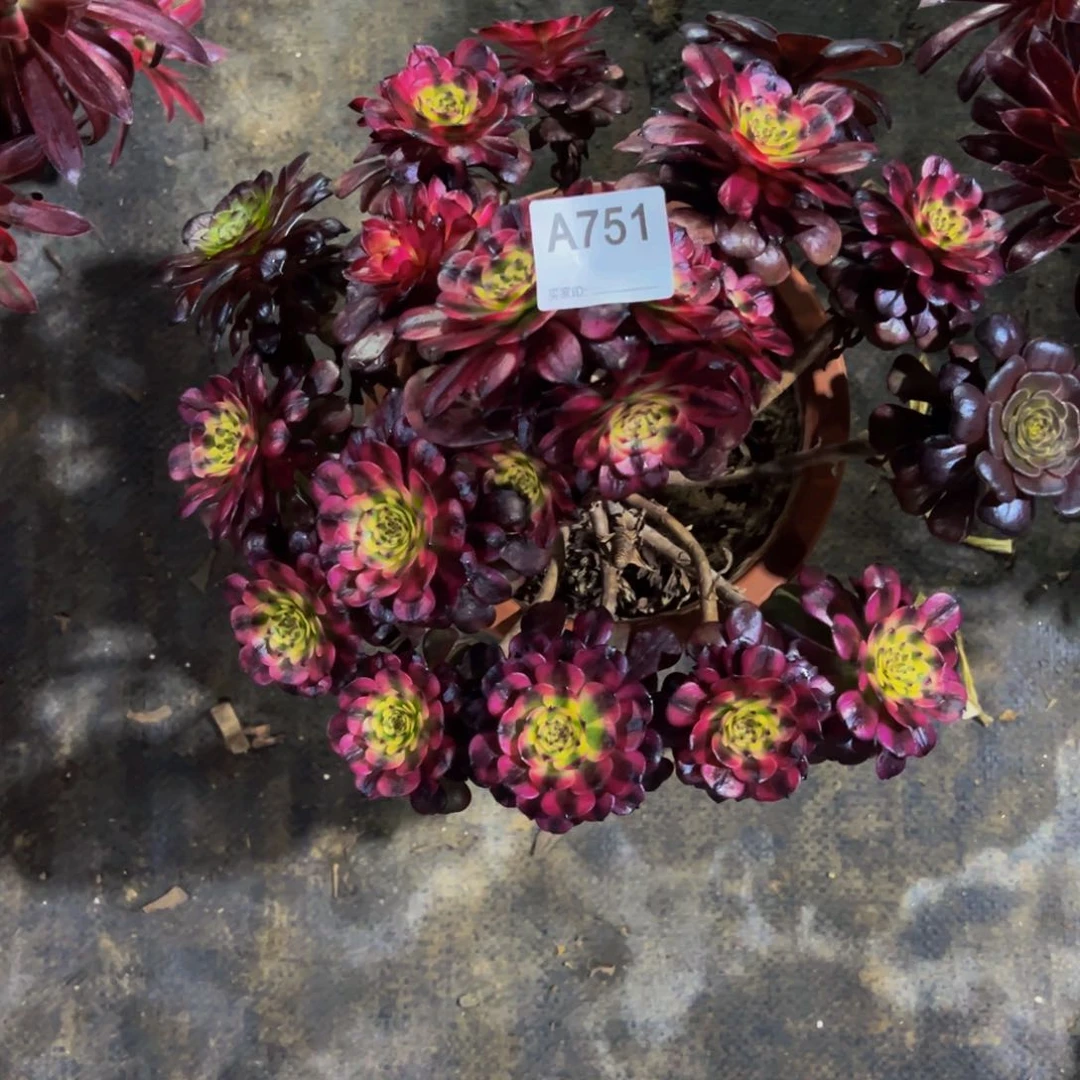 美姬多肉植物751