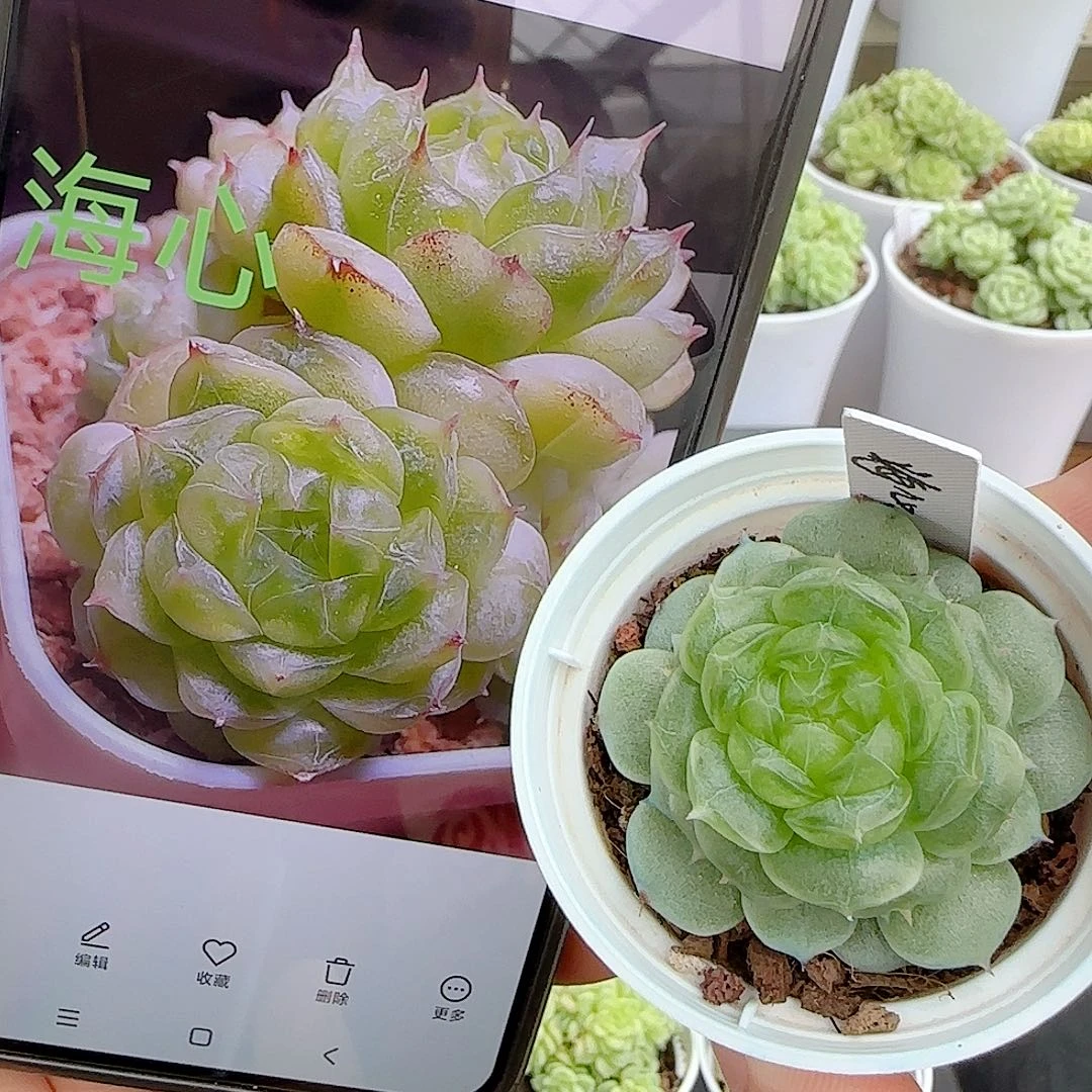 【闪购商品】0925-40（海心