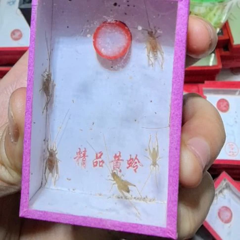 石志明大黄蛉两条加两盒小黄蛉