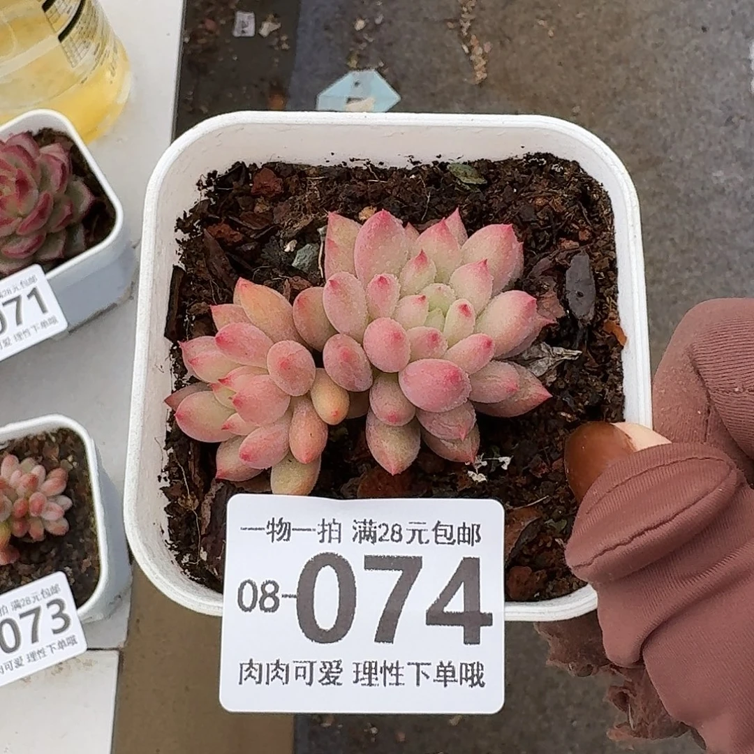 虞美人多肉多肉无盆土发货