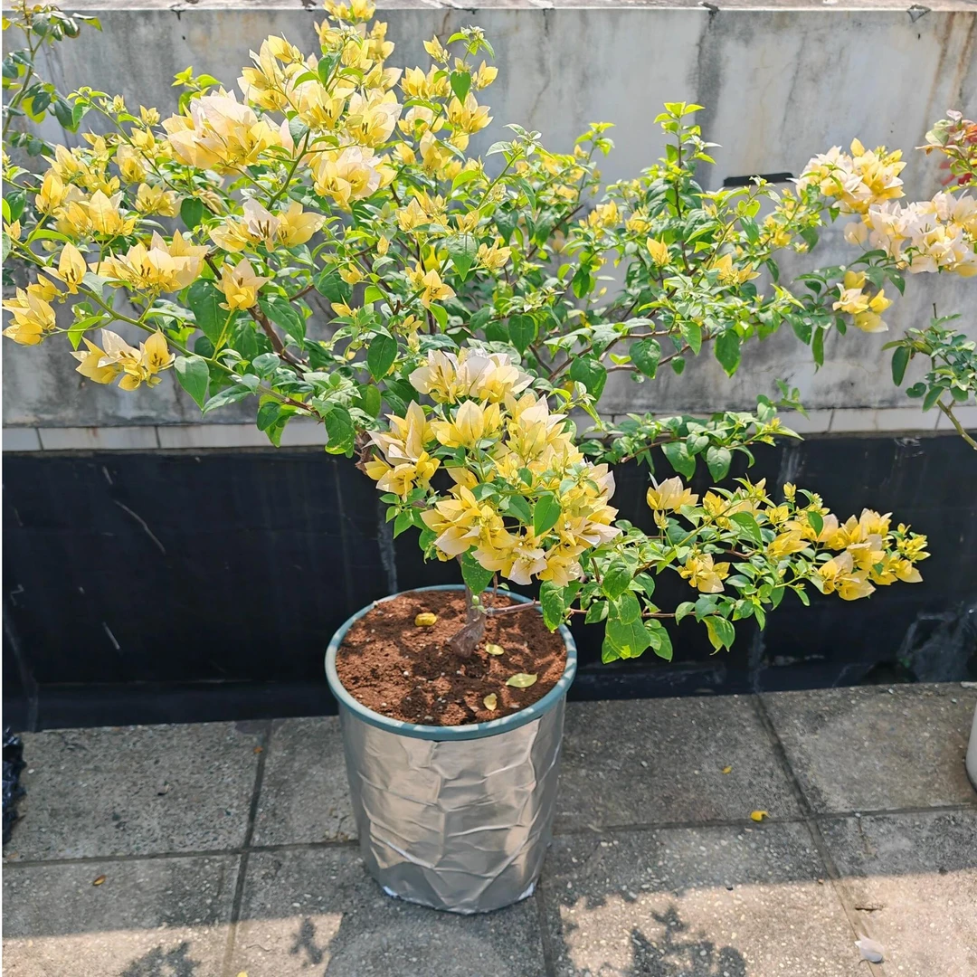 苏瓦娜 雪紫 一物一拍 爬藤勤花