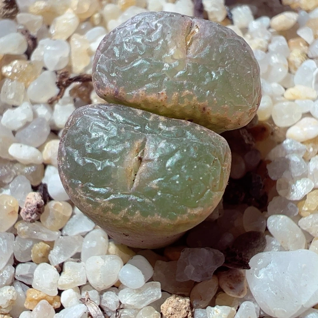 103-401多肉多日sb631