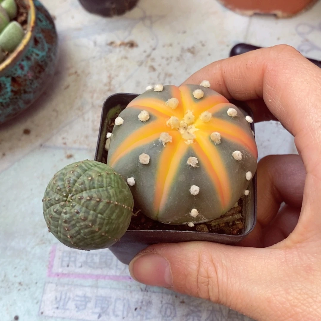 一物一拍两颗无售后