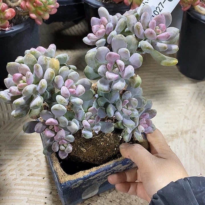 荷***儿小七夕多肉美人手指85