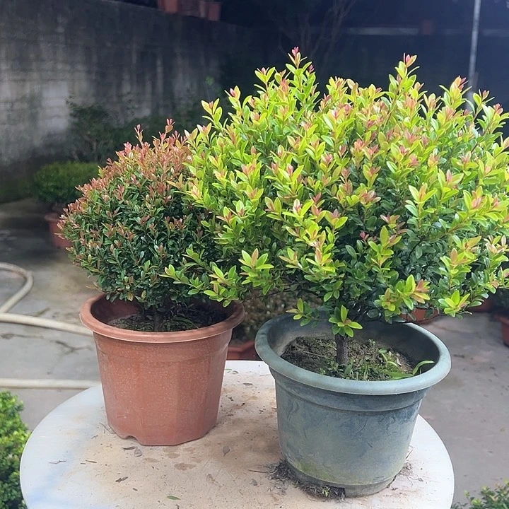 完全开放养****）赤楠