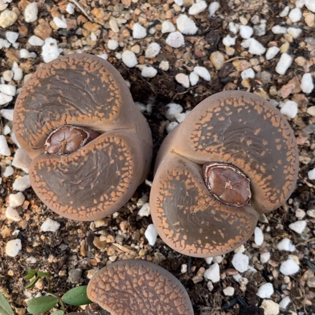 非偏远满20包邮160