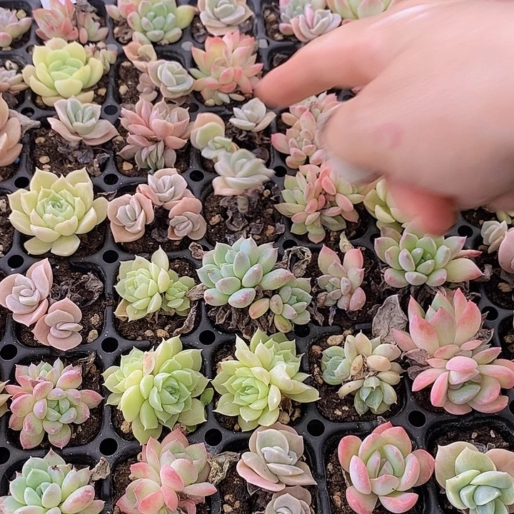 87 多肉植物盆栽花卉