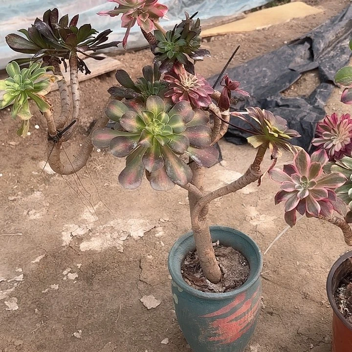 红陶随****9哈哈哈哈哈哈哈哈