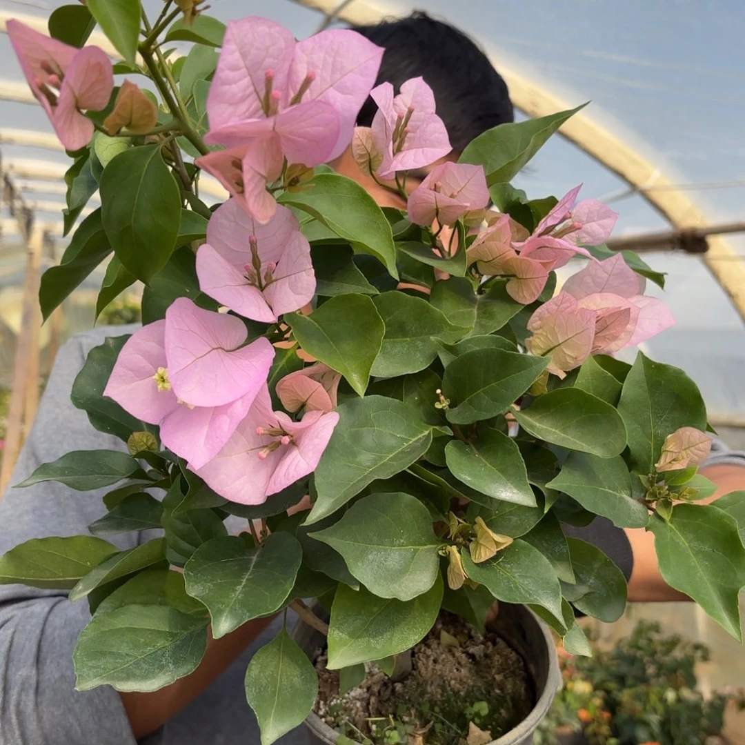全部花苞（国际粉）三角梅会落花落叶苗有大有小