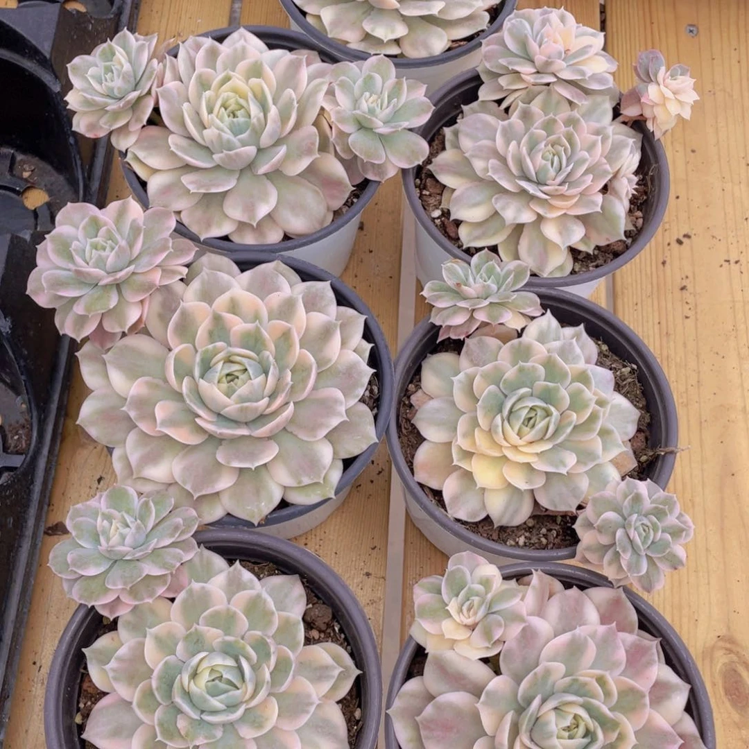 602号 昂斯诺锦母本飘枝一个