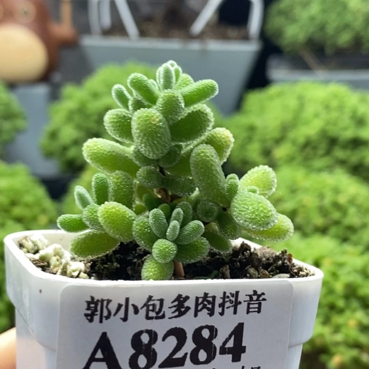 优选冰晶8284枝干番杏