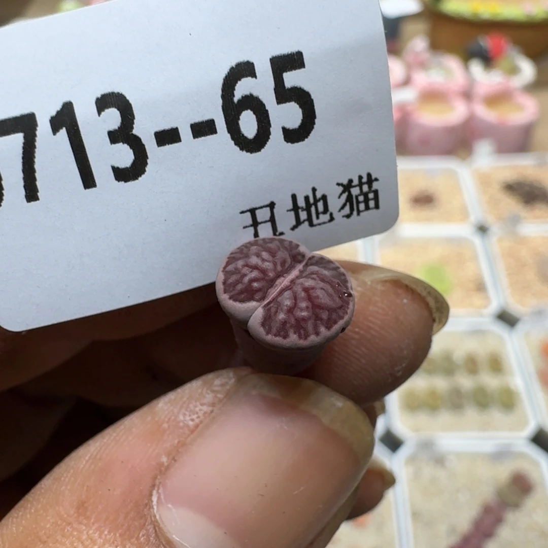 P***.0713.-065生石花菊