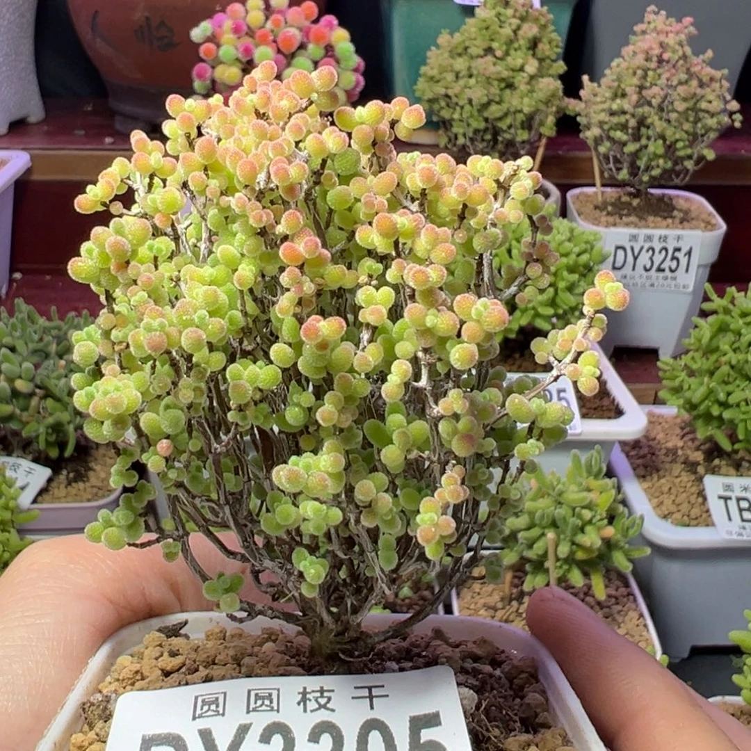 3305蜜橘糖球一物一拍