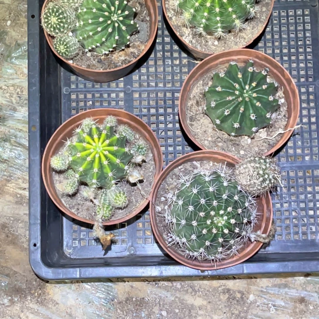 晴****彩草5颗 脱土脱盆摘花满20包邮