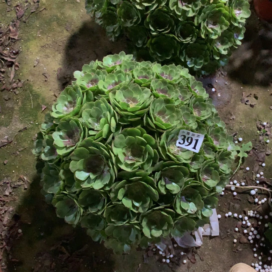 悦**生多肉植物391万圣节888888