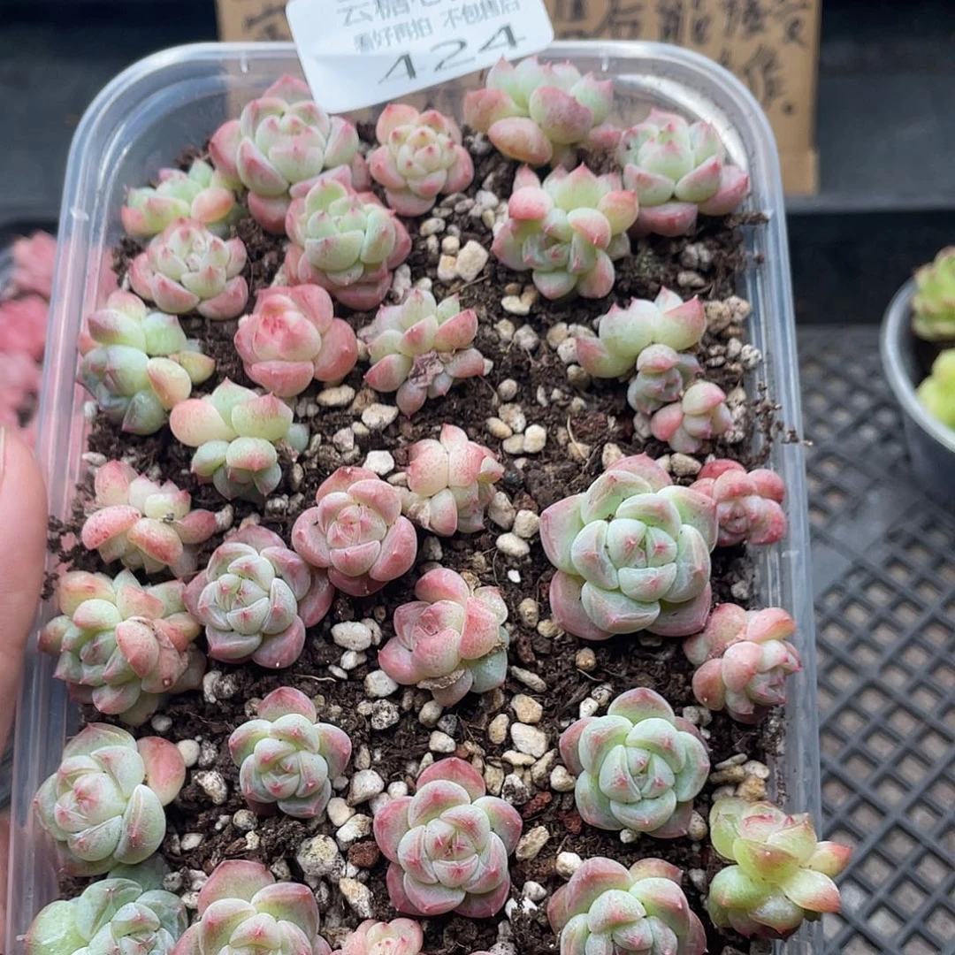 云糖心多肉植物424