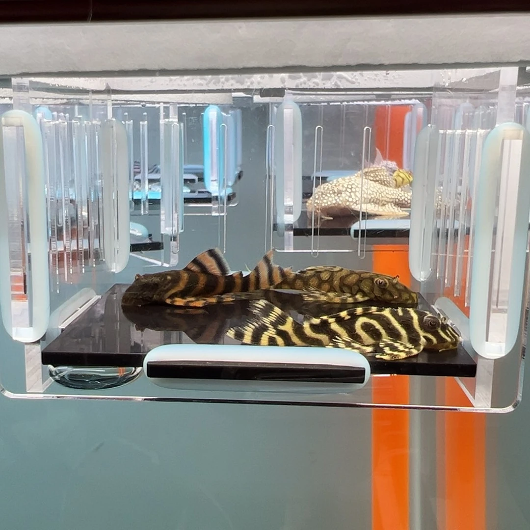 清道夫录完整开箱视频、入缸不包损4-5