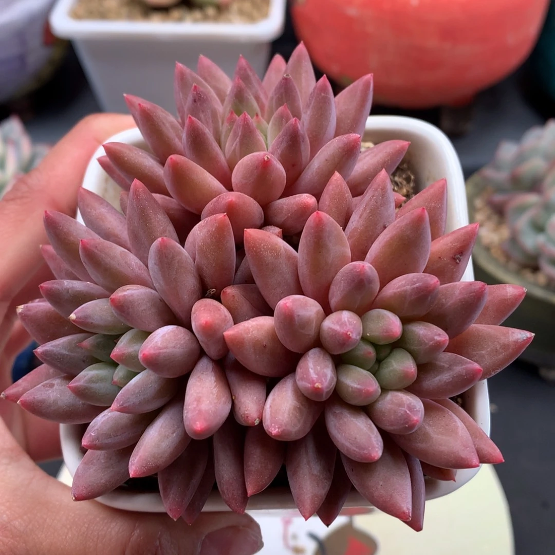 我们家的小姐姐们