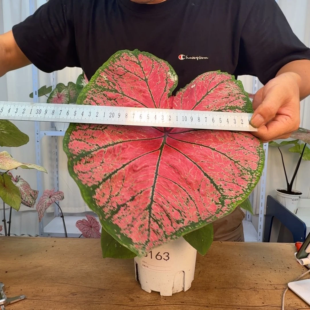 无花朵莫妮卡   顺丰快递 B163