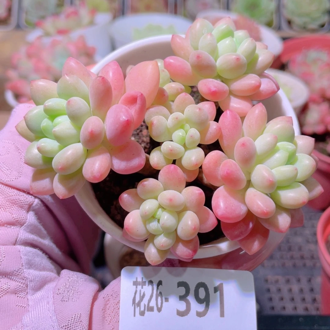 花利美26-391洛可可