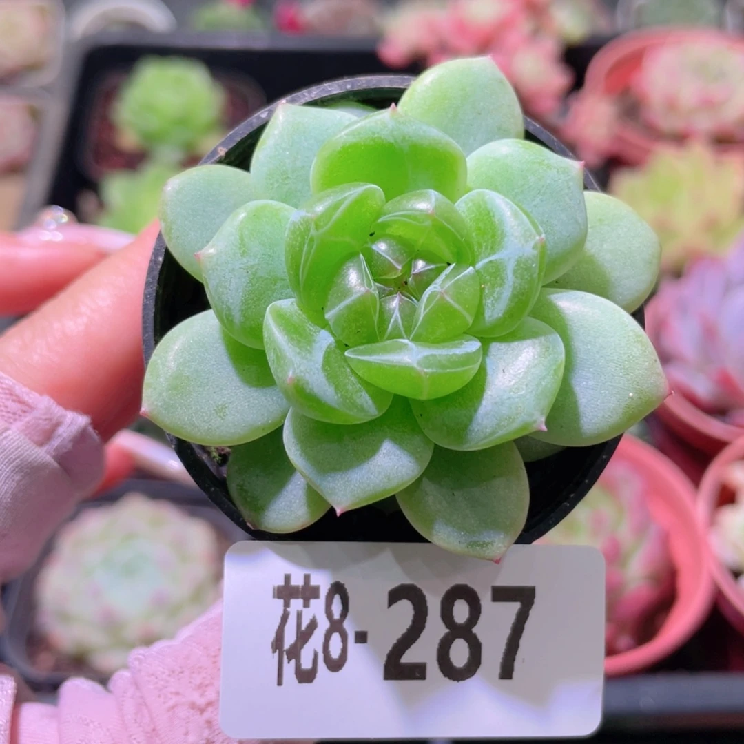 花利美8-287珍妮单头