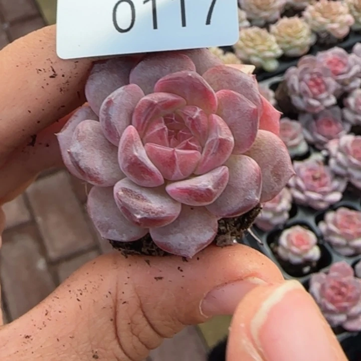 117号 优选琥珀红糖心