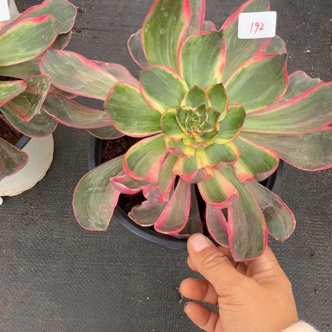 192恶魔之眼多肉多肉多肉