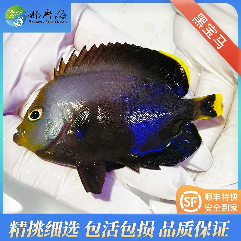 黑宝马 神仙科  海水鱼 观赏鱼