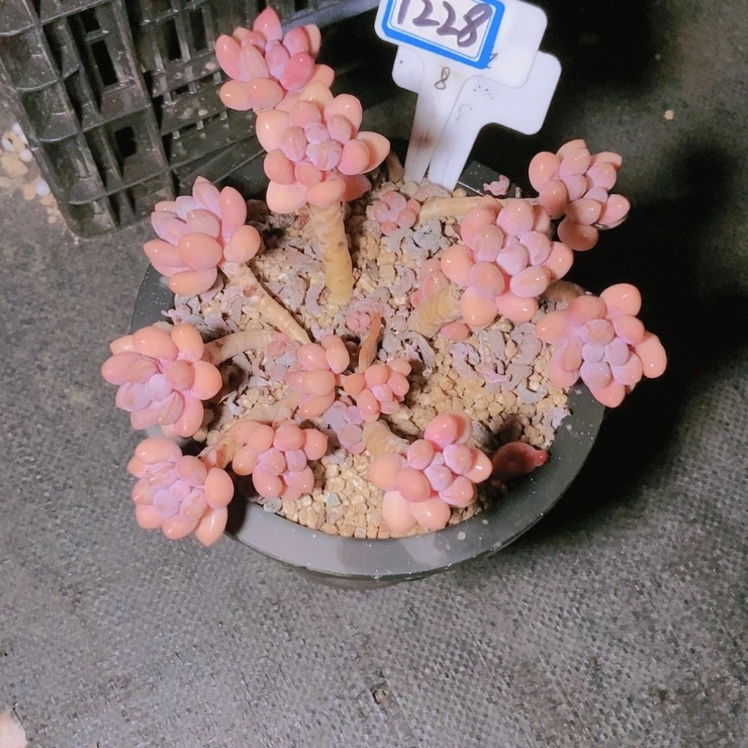 【闪购商品】花***81228