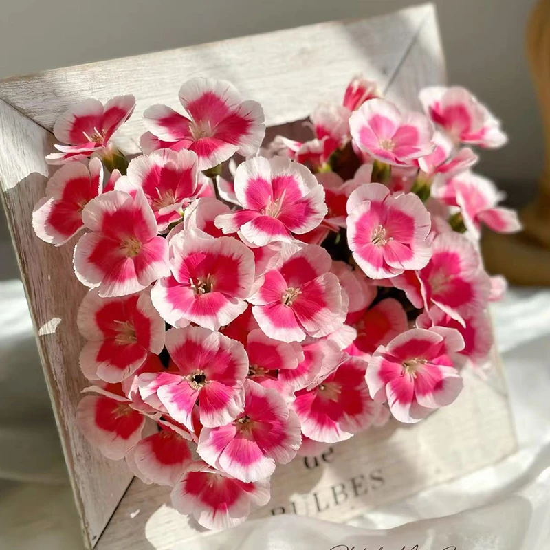 【花葵康乃馨】多头康乃馨【2单包邮京东冷链/一支损坏也包赔】