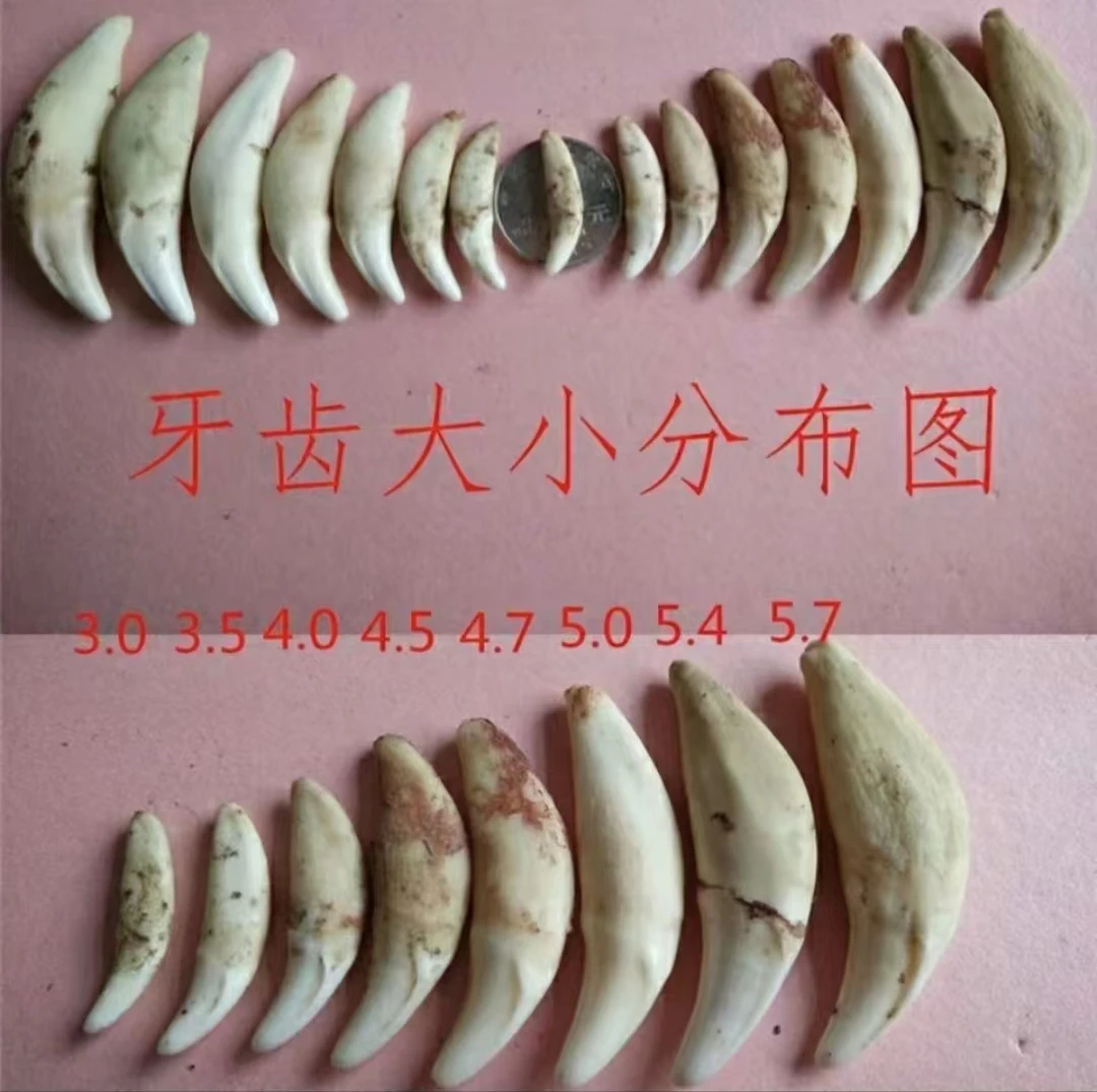 非金属锦纶吊坠 直播间一物一拍黑狗牙套不退换 黑狗牙外出保平安