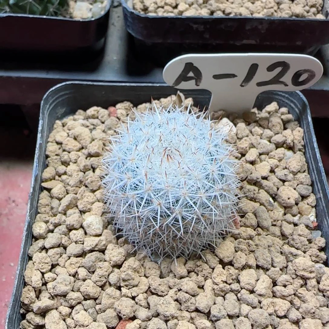 杀**。A120实生多肉00000000