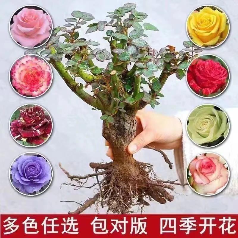稀有浓香型玫瑰花盆栽老根耐寒适合室内外阳台种植