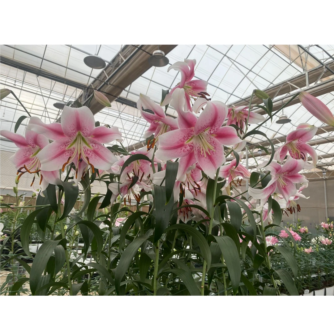 1颗百合种球【安娜塔西亚18-20】庭院阳台