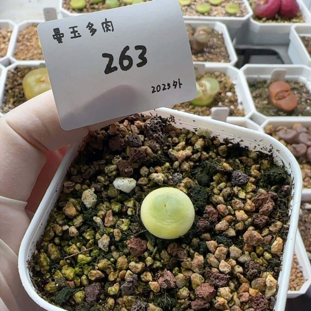 K多肉多肉多肉2025-263