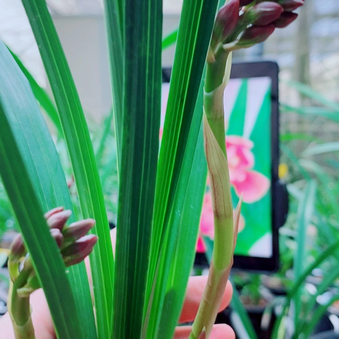 当前无花栽培后可以开花