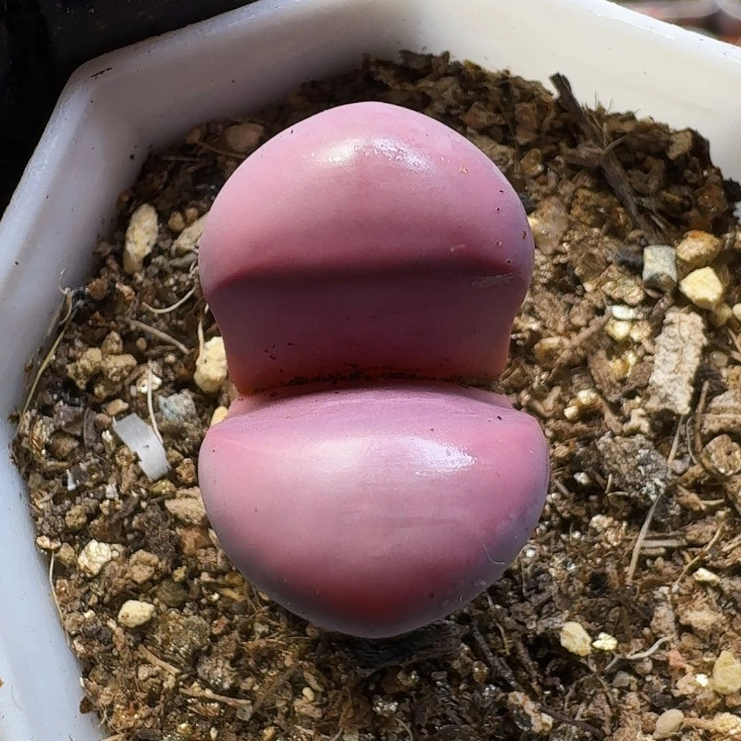 生石花111111。 168