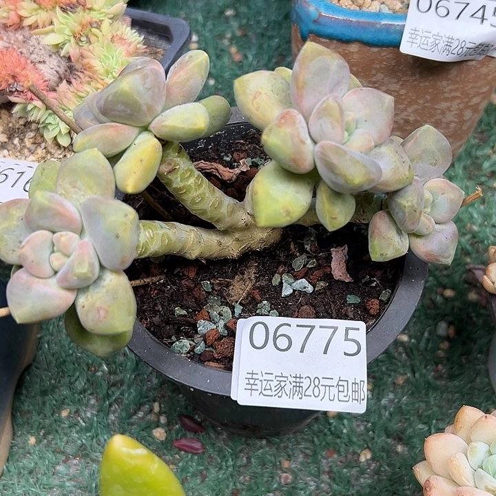 幸运的是我还没遇到过这样