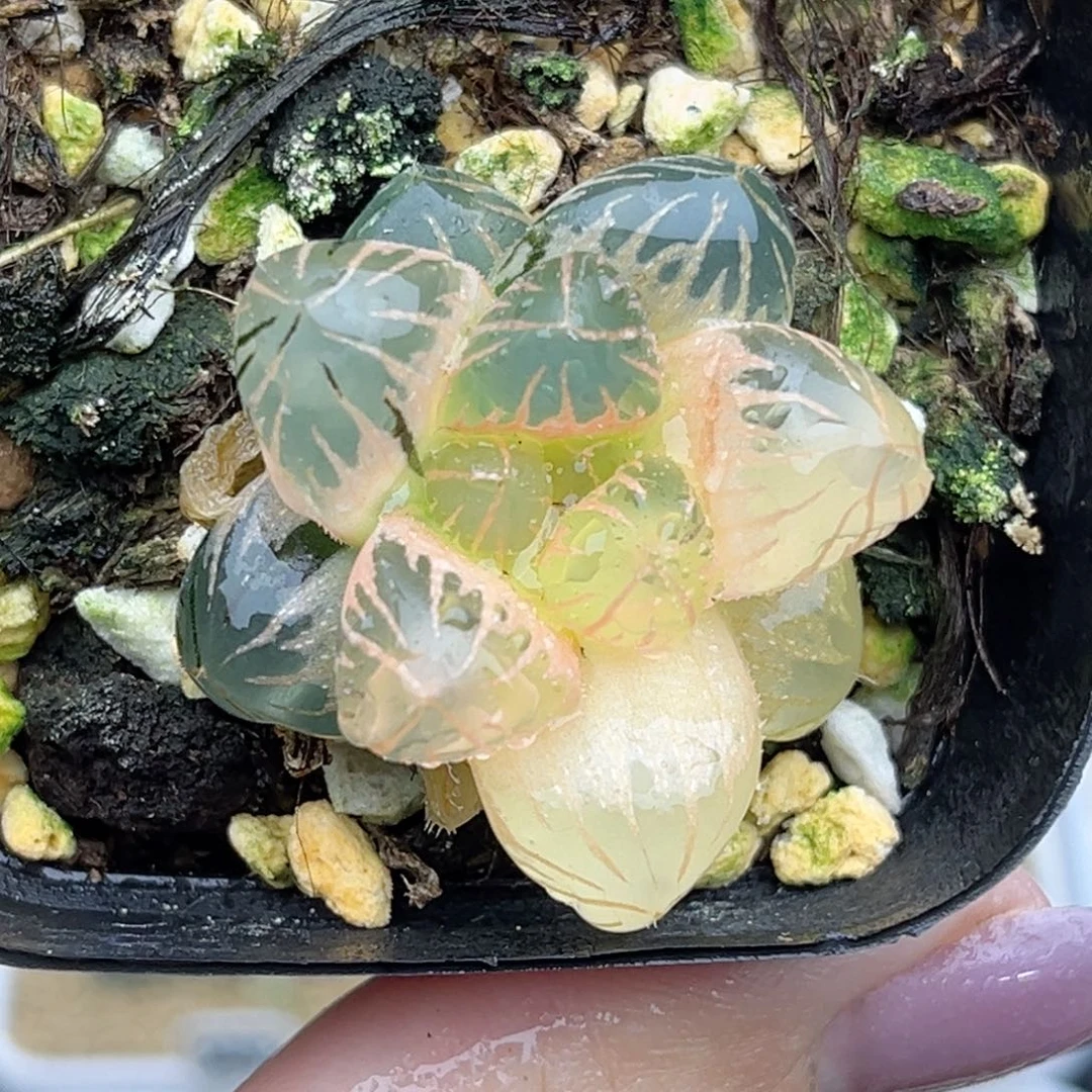 83糊斑龙爪玉露锦福利专场