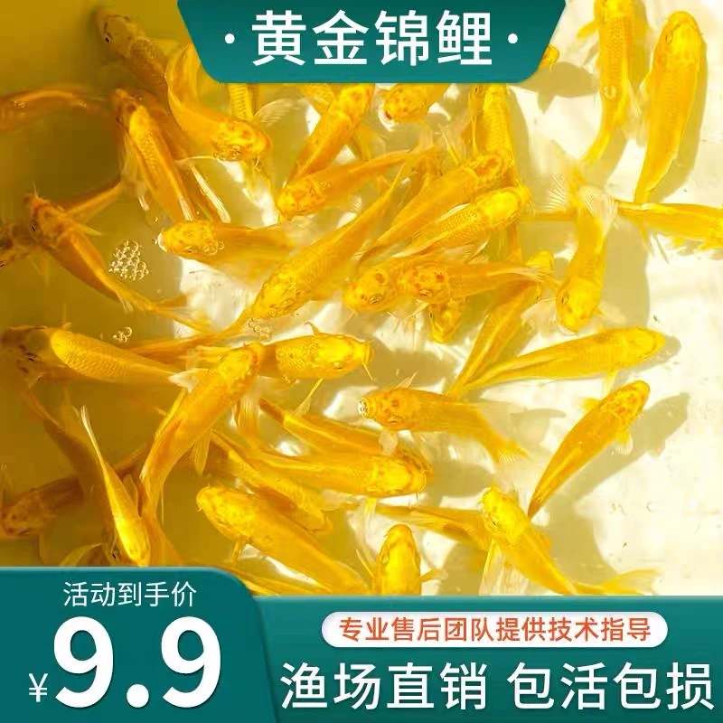 黄金锦鲤活鱼招财鱼金鱼活鱼好养耐活冷水鱼鱼苗活体龙凤观赏鱼