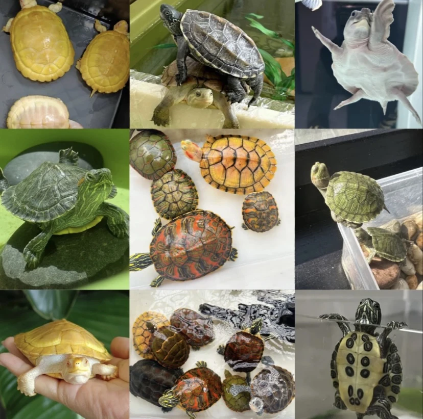 通用宠物活体专拍链接