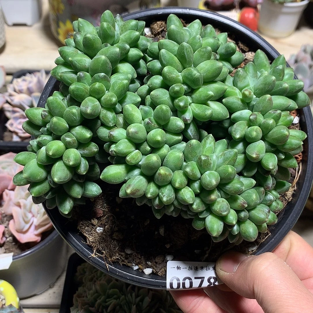 0078千代田缀化一颗14.5厘米