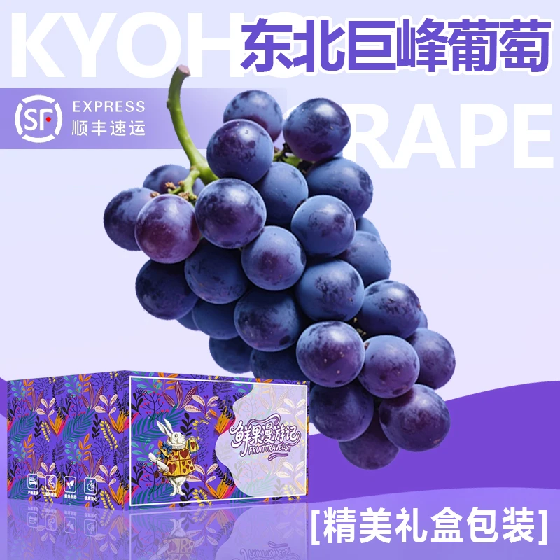 [顺丰送货上门]东北巨峰葡萄新鲜当季水果当天采摘辽峰黑提子现货
